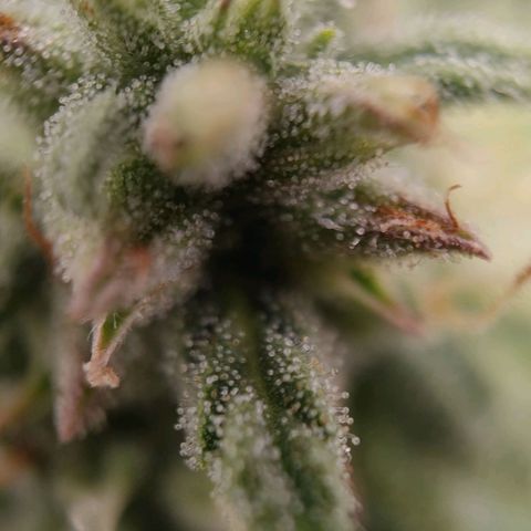 Wedding Cake #2 growlog timeline photo