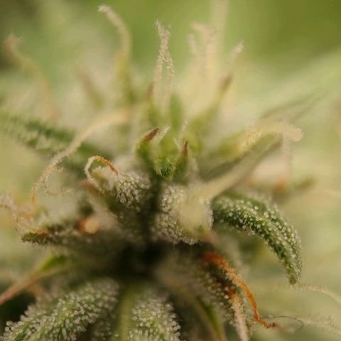 Wedding Cake #2 growlog timeline photo