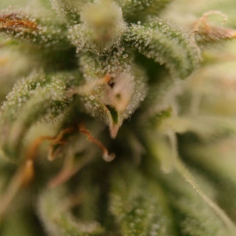 Wedding Cake #2 growlog timeline photo