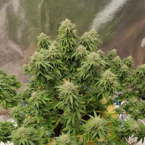 Wedding Cake #2 growlog timeline photo