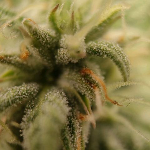 Wedding Cake #2 growlog timeline photo