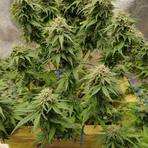 Wedding Cake #2 growlog timeline photo