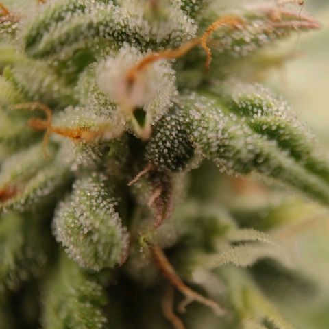 Wedding Cake #2 growlog timeline photo