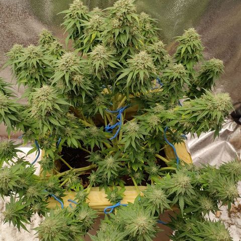 Wedding Cake #2 growlog timeline photo