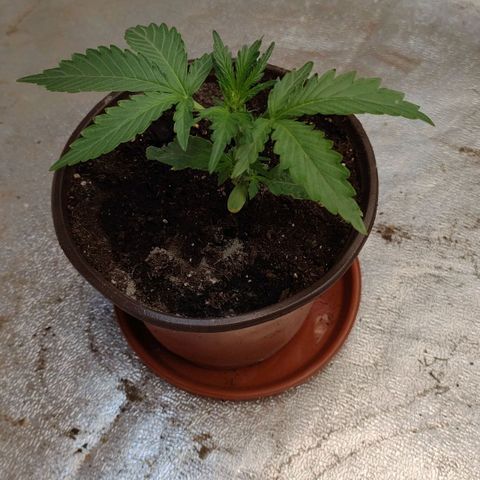 Royal Gorilla Automatic #3 growlog timeline photo
