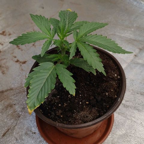 Royal Gorilla Automatic #3 growlog timeline photo