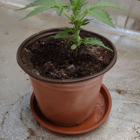 Royal Gorilla Automatic #3 growlog timeline photo