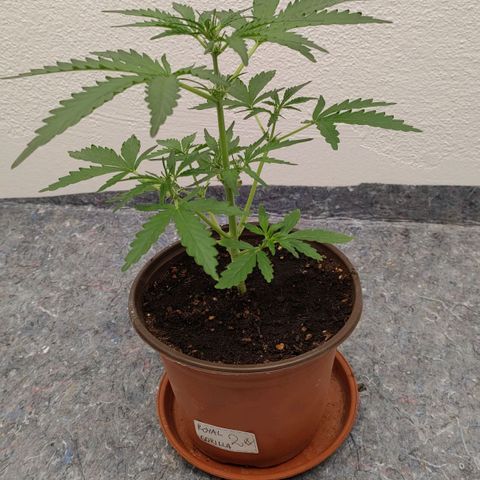 Royal Gorilla Automatic #3 growlog timeline photo