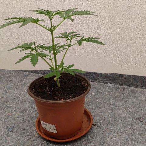 Royal Gorilla Automatic #3 growlog timeline photo