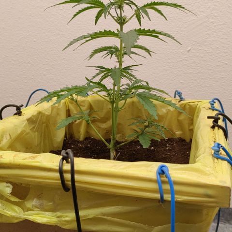 Royal Gorilla Automatic #3 growlog timeline photo