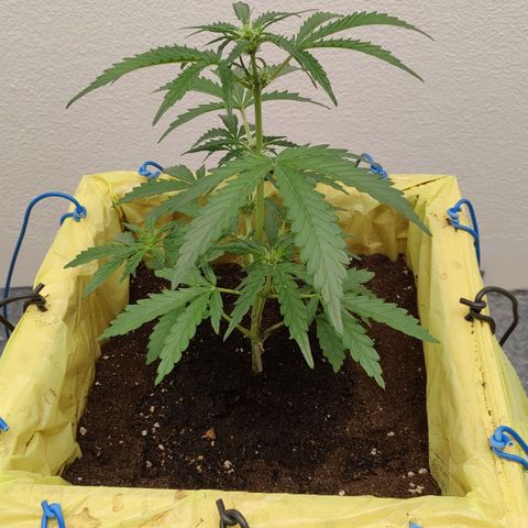 Royal Gorilla Automatic #3 growlog timeline photo