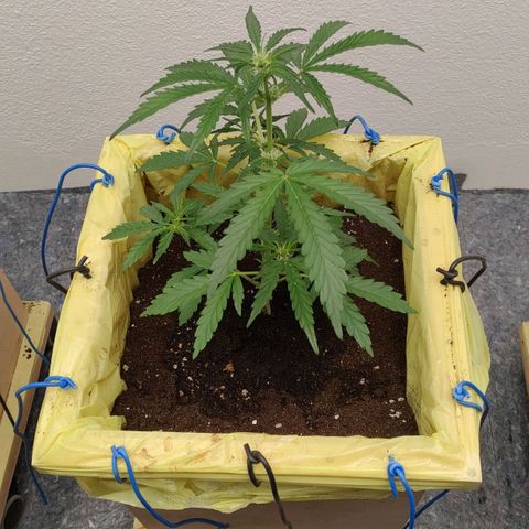 Royal Gorilla Automatic #3 growlog timeline photo