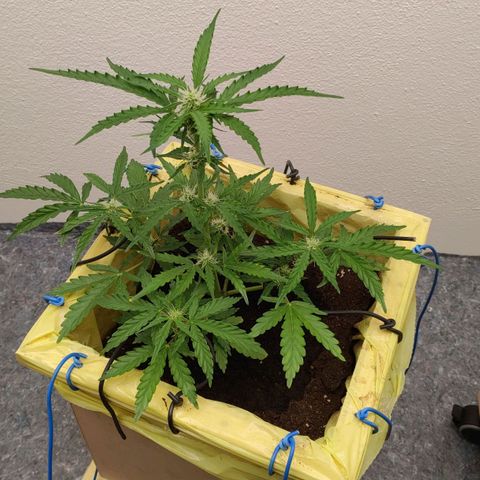 Royal Gorilla Automatic #3 growlog timeline photo