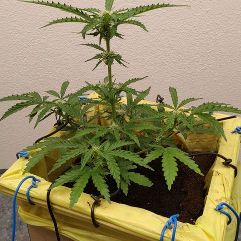 Royal Gorilla Automatic #3 growlog timeline photo