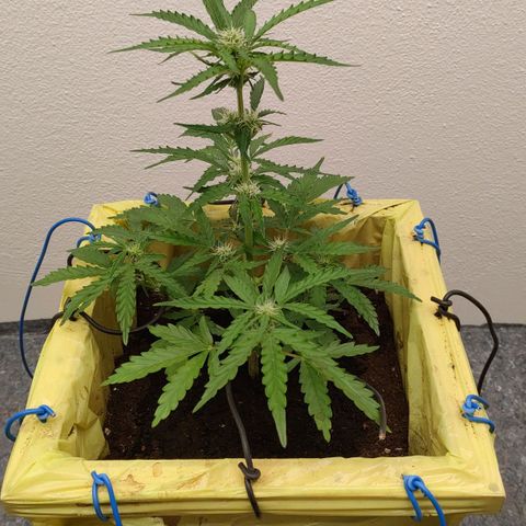 Royal Gorilla Automatic #3 growlog timeline photo