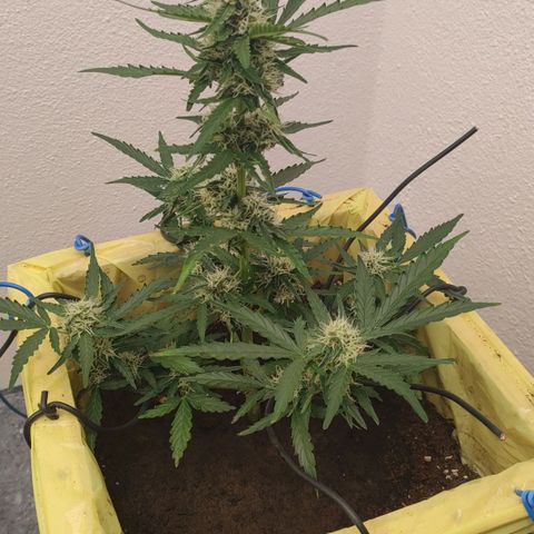 Royal Gorilla Automatic #3 growlog timeline photo