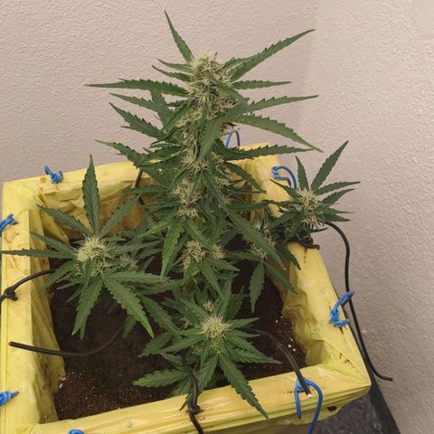 Royal Gorilla Automatic #3 growlog timeline photo