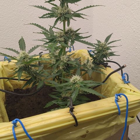 Royal Gorilla Automatic #3 growlog timeline photo