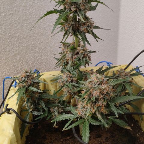 Royal Gorilla Automatic #3 growlog timeline photo
