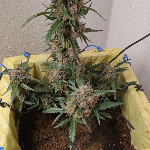 Royal Gorilla Automatic #3 growlog timeline photo