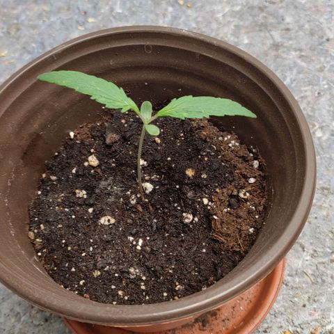 G14 growlog timeline photo