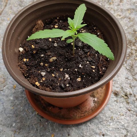 Medusa #2 growlog timeline photo
