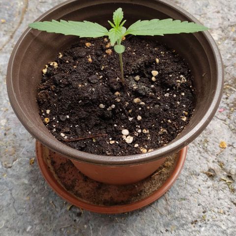 Medusa #1 growlog timeline photo