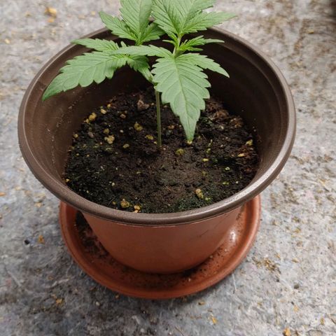 G14 growlog timeline photo