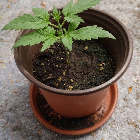 G14 growlog timeline photo
