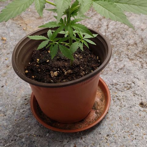 Medusa #2 growlog timeline photo