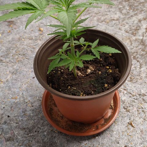 Medusa #2 growlog timeline photo