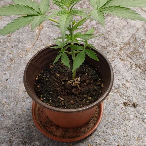 Medusa #1 growlog timeline photo