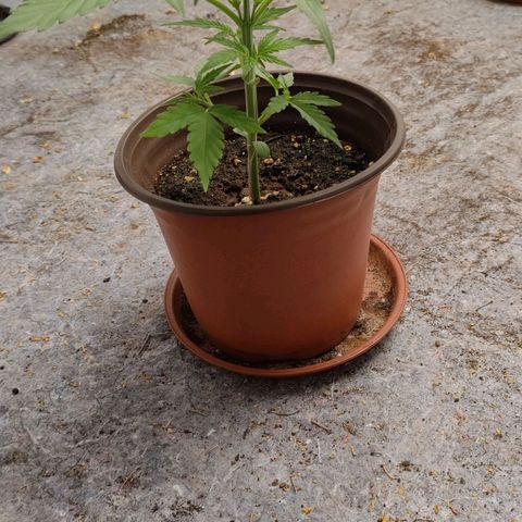 Medusa #1 growlog timeline photo