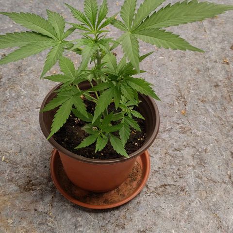 Medusa #2 growlog timeline photo
