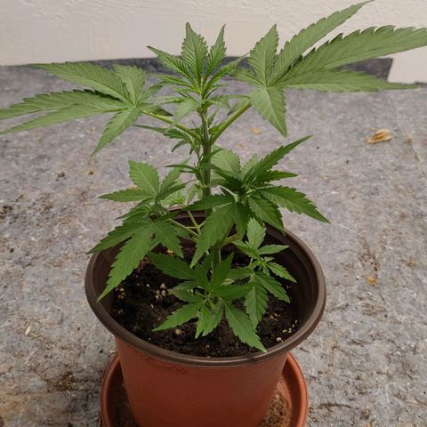 Medusa #2 growlog timeline photo