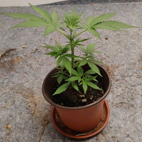 Medusa #2 growlog timeline photo