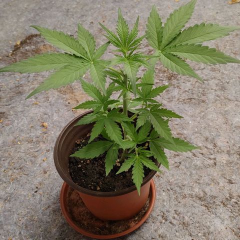 Medusa #1 growlog timeline photo