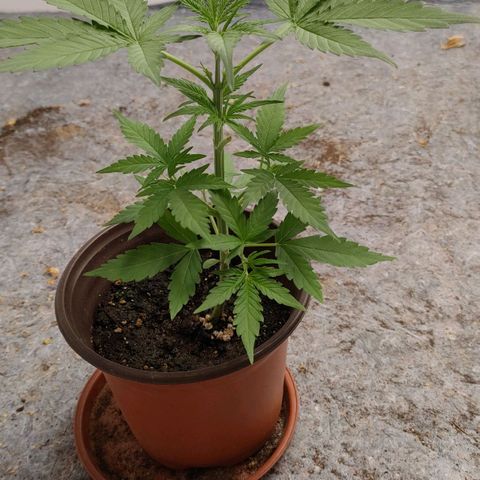 Medusa #1 growlog timeline photo