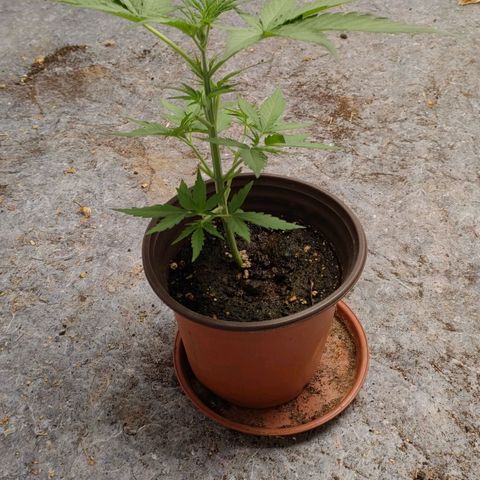 Medusa #1 growlog timeline photo