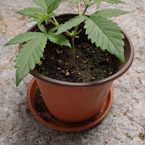 G14 growlog timeline photo
