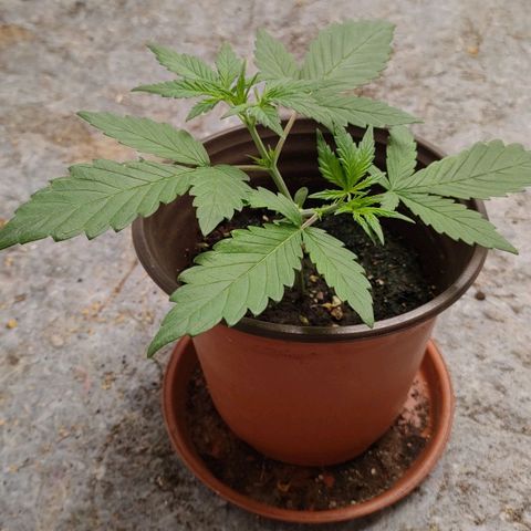G14 growlog timeline photo