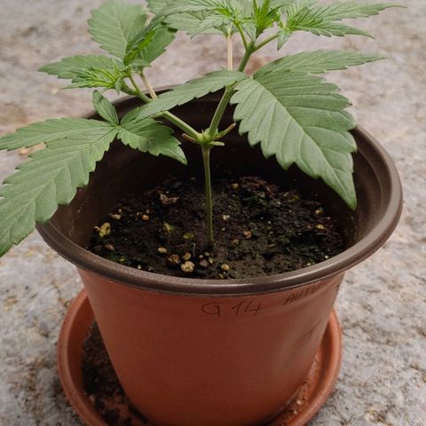 G14 growlog timeline photo