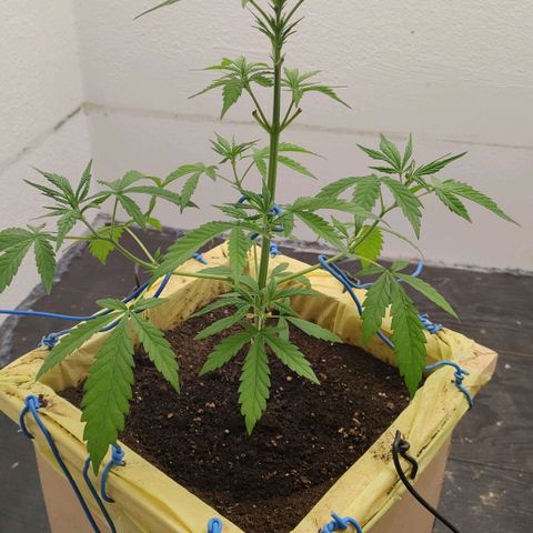 Medusa #2 growlog timeline photo