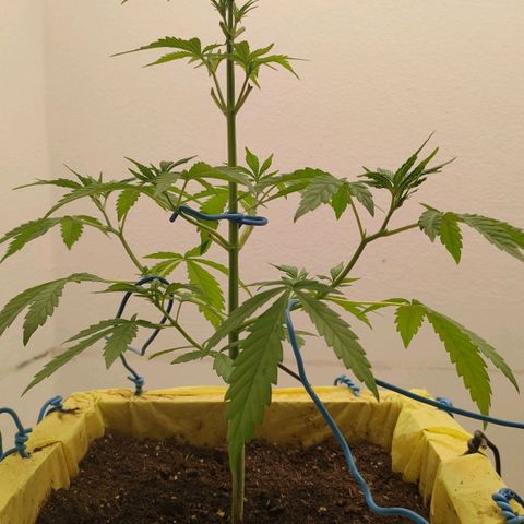 Medusa #2 growlog timeline photo