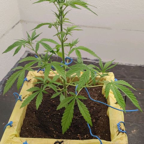 Medusa #2 growlog timeline photo