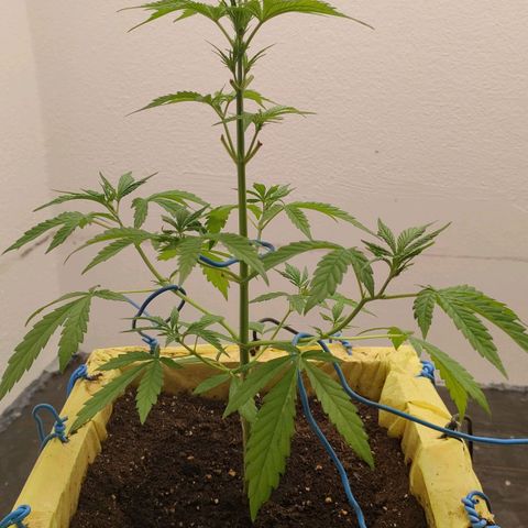 Medusa #2 growlog timeline photo