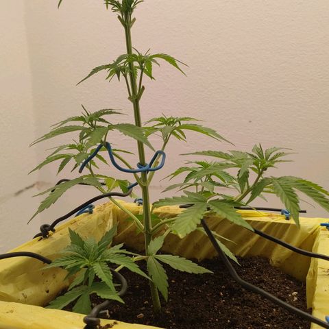 Medusa #1 growlog timeline photo