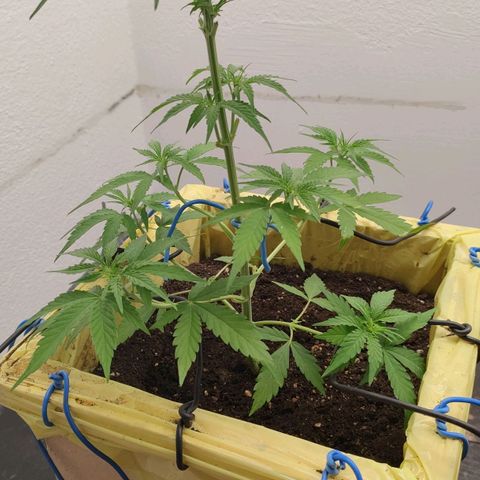 Medusa #1 growlog timeline photo