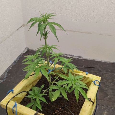 Medusa #1 growlog timeline photo