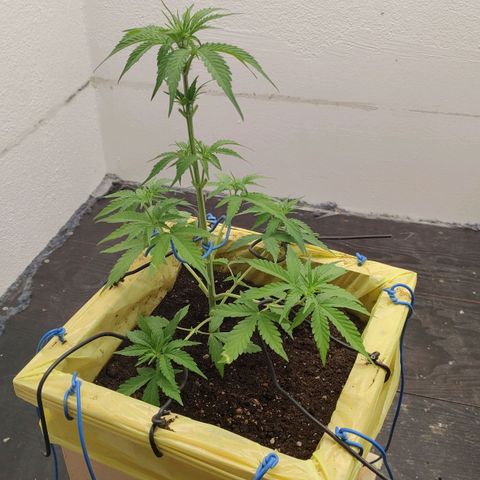 Medusa #1 growlog timeline photo